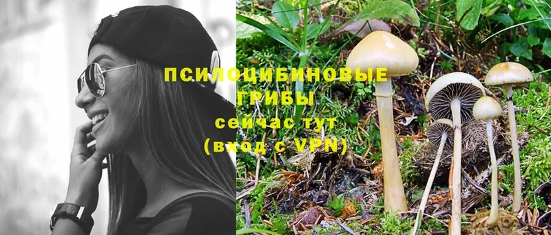 где можно купить наркотик  Нижнеудинск  Псилоцибиновые грибы Psilocybine cubensis 